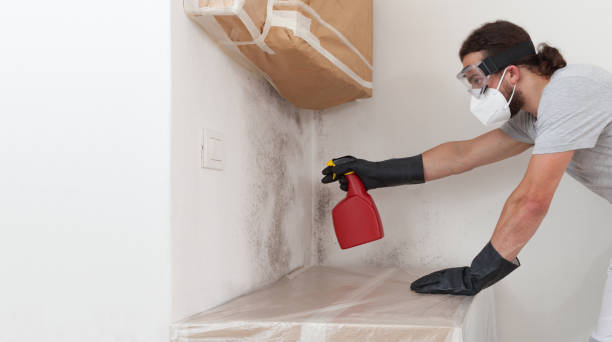 Professional Black Mold Removal technician working in Mead, WA