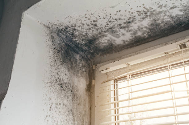 Affordable Black Mold Removal solutions in Mead, WA