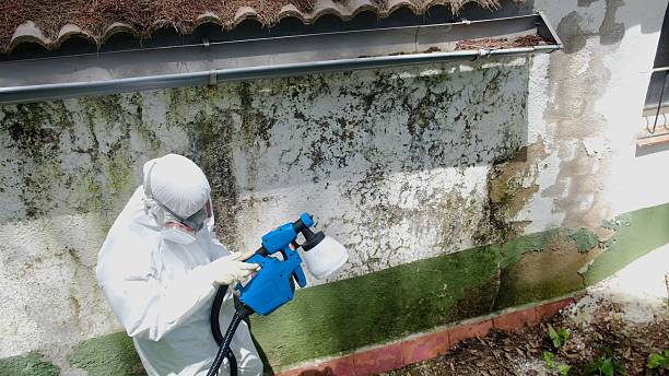 Top rated local Black Mold Removal specialists in Mead, WA